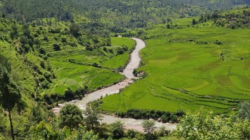 बैतडीमा ९० प्रतिशत रोपाइँ